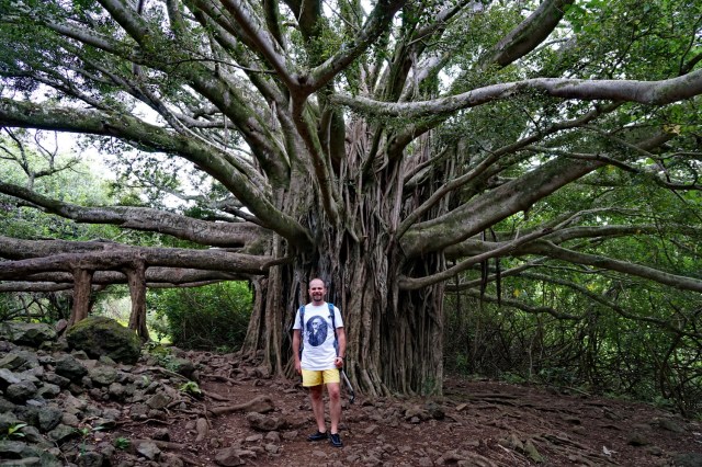 Giant Banyan Tree - Hana - Maui - Hawaii